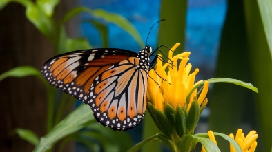 butterfly house aquarium