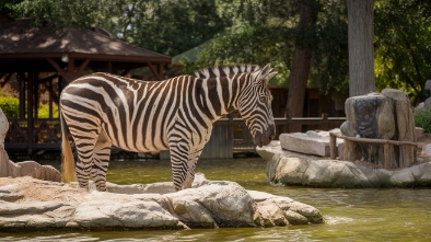 como park zoo conservatory